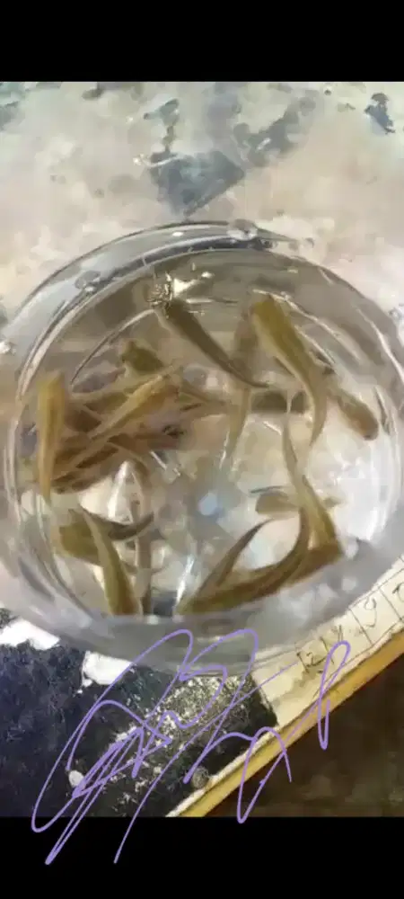 bibit ikan gabus/khutuk Premier Bibit Sidoarjo