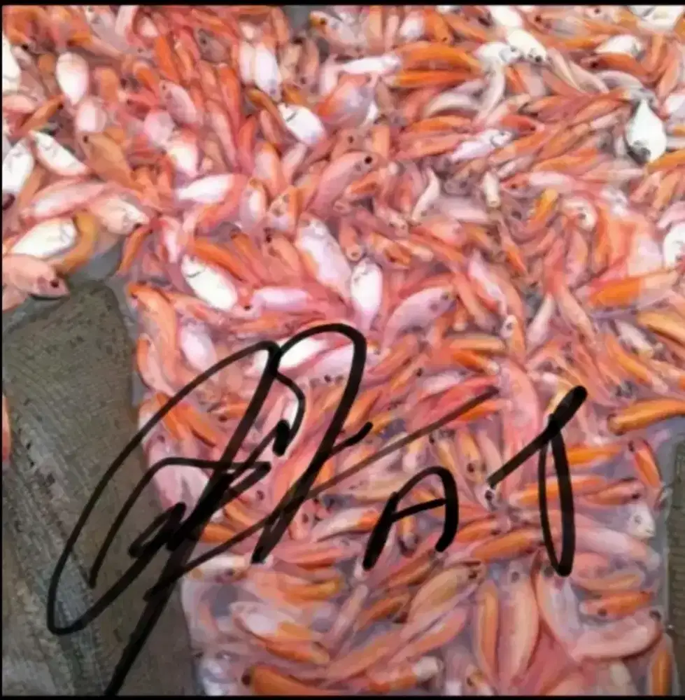 bibit ikan nila merah Premier Bibit Sidoarjo