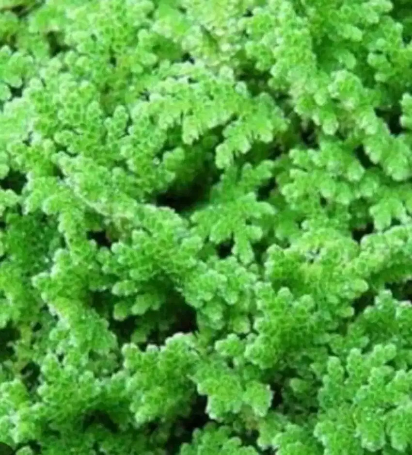 Jual rumput / tanaman azolla untuk pakan ternak