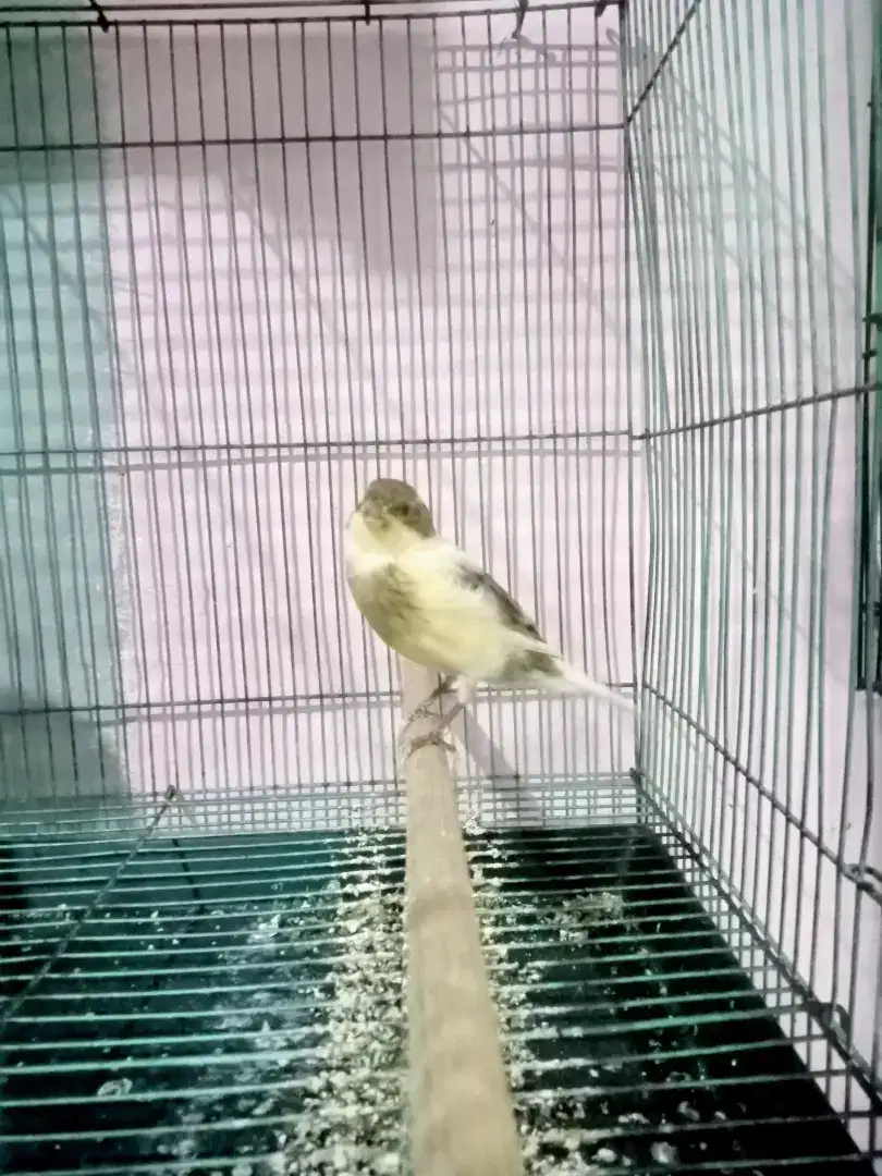 Kenari betina af x af
