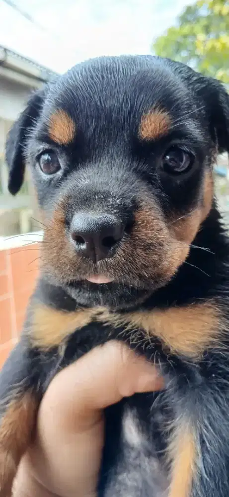 Rottweiler puppy