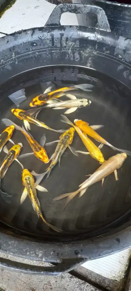 Ikan Koi Slayer / Ikan Koi Mix Slayer ± 13 - 16 cm