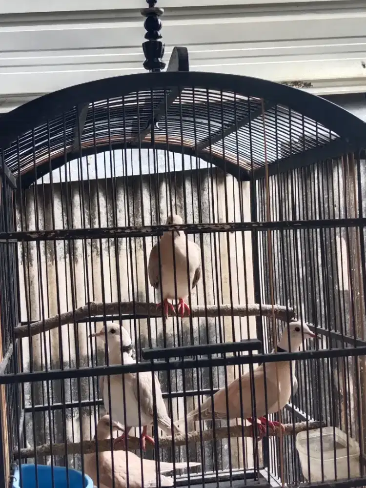 burung puter ternakan