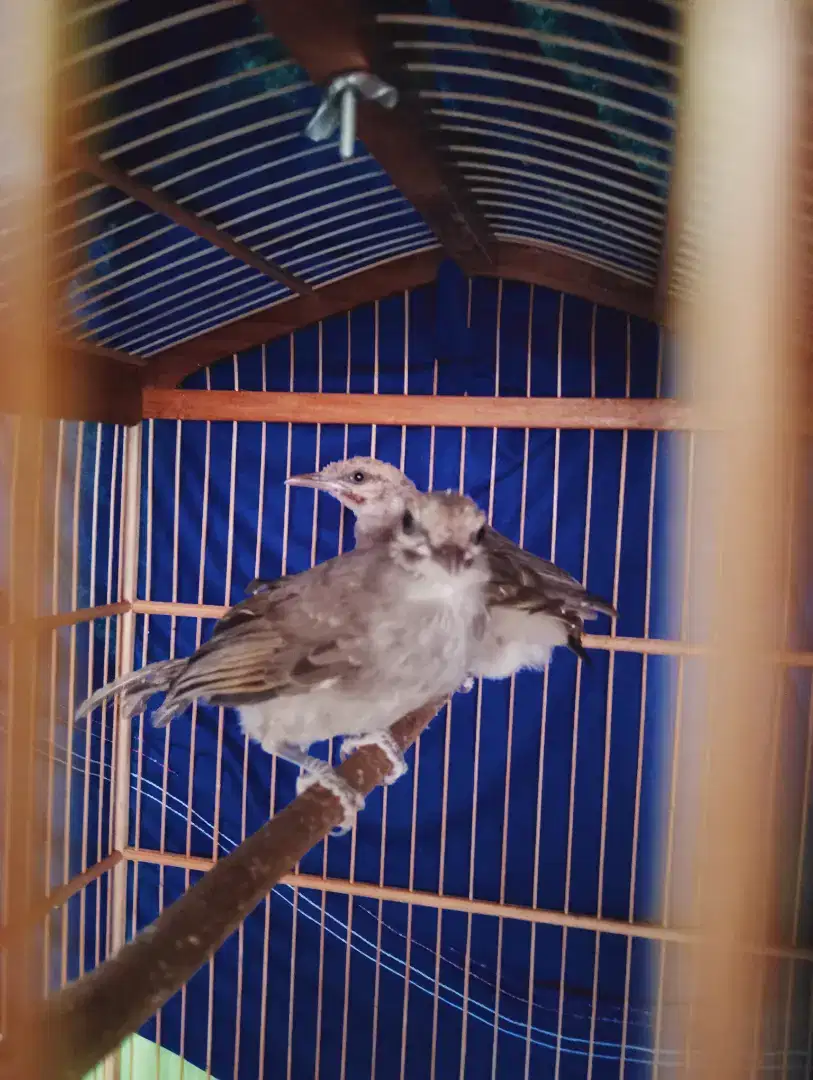 Anak cucak Rowo hasil ternak sendiri