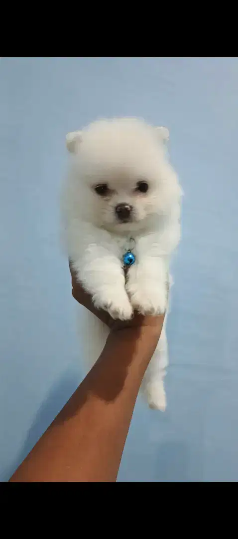 Anjing Super Mini Pom Stambun Vaksin usia 2 bulan