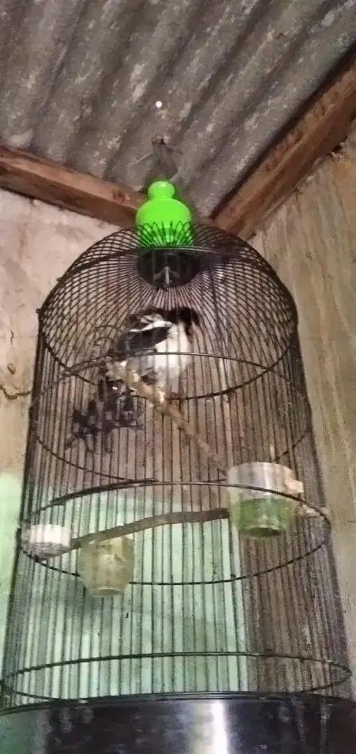 JALAK SUREN isian mewah