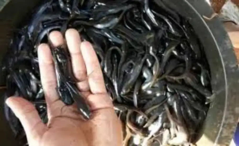 Di Jual Bibit Ikan Lele Sangkuriang Super Termurah Terpercaya