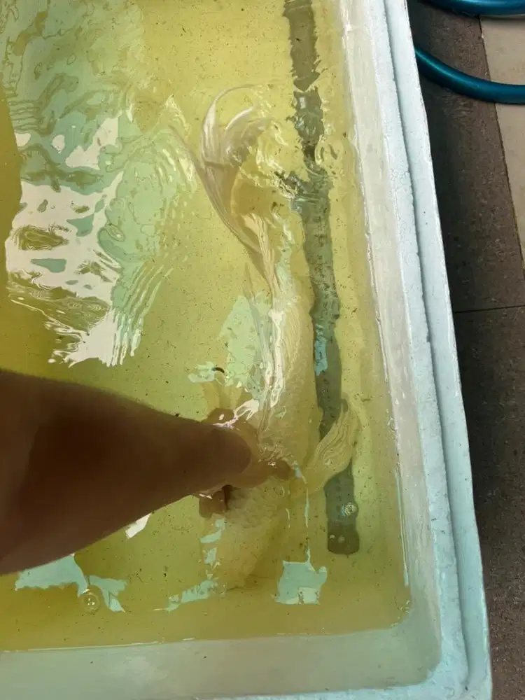 Jual obral ikan koi slayer platinum jumbo