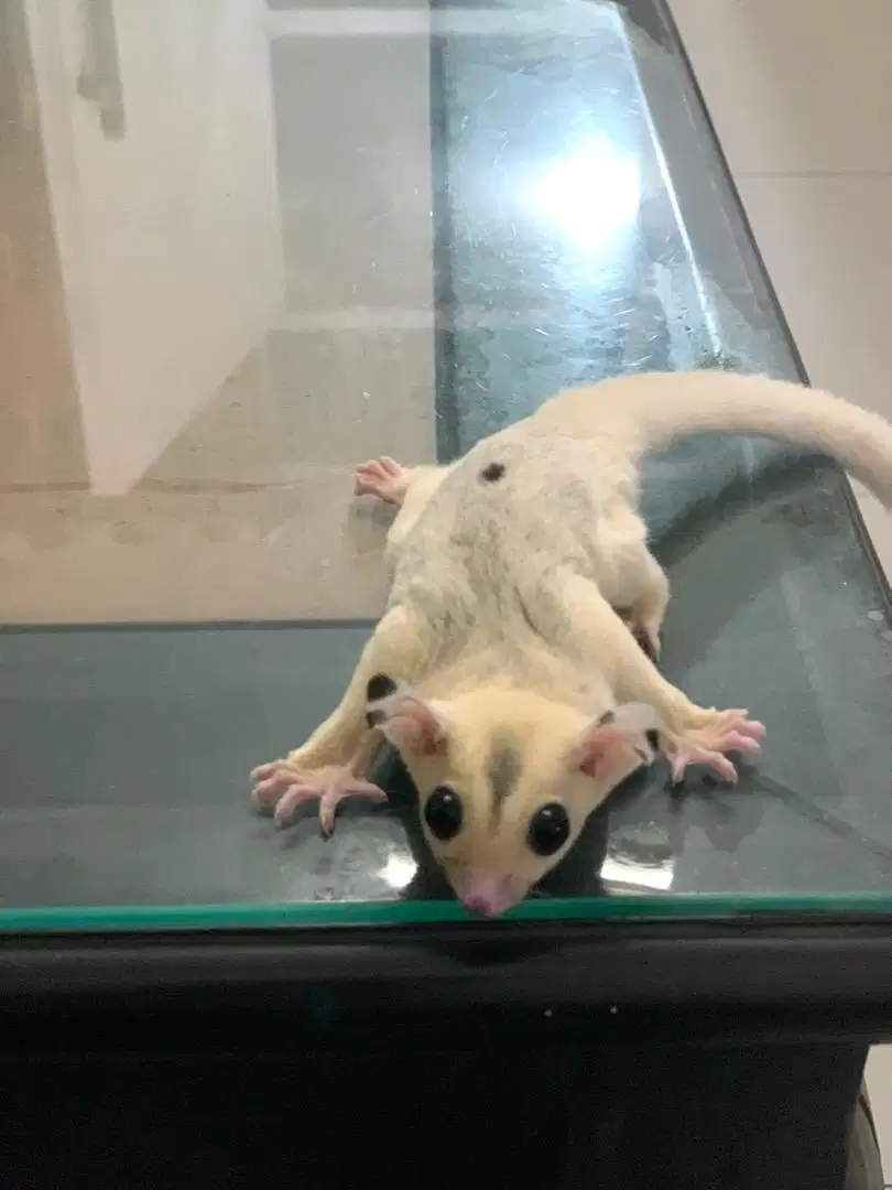 Sugar Glider Piebald Jantan Joey 2 Bulan - Jinak - Lucu