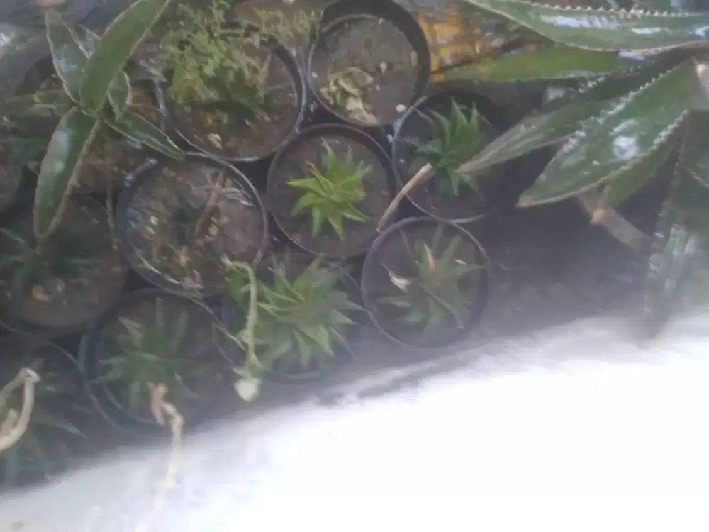 Tanaman hias lumayan