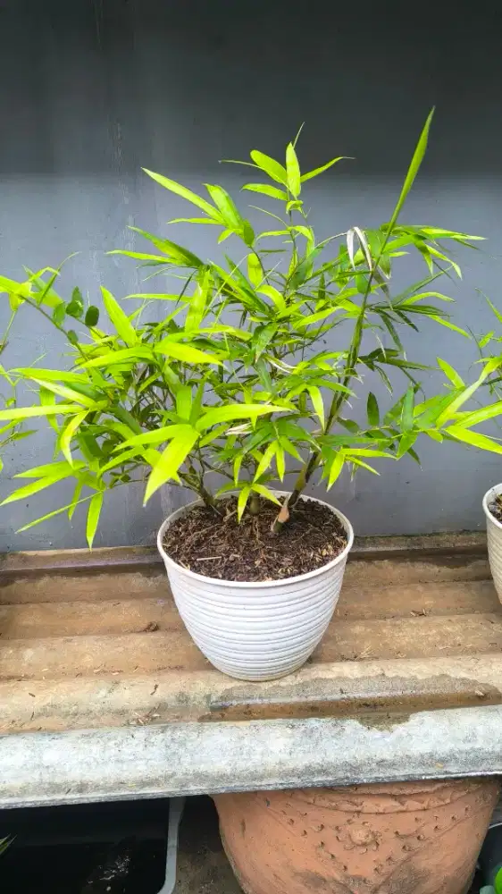 Tanaman Bambu Nagin / Bambu Kodok