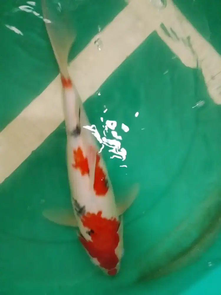 Ikan koi jenis Sanke 38cm