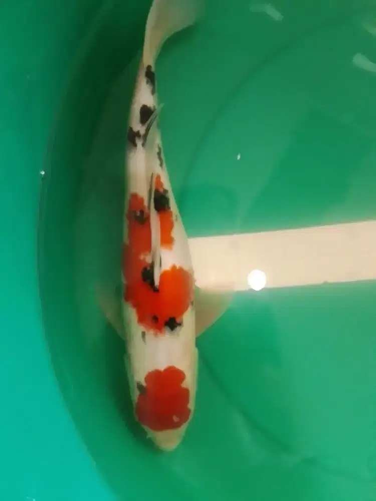 Ikan koi jenis Sanke 38cm pola original