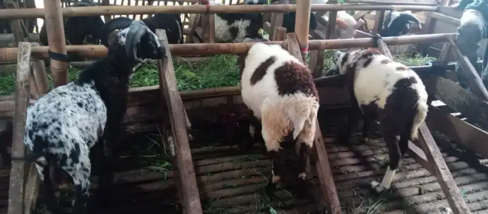 Domba aqiqah 7jt 3 ekor