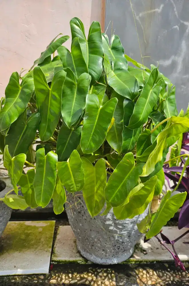 JUAL POT BUNGA BESERTA BUNGA DAN TANAH NYA