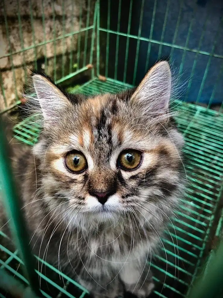 Kucing Persia imut dan lucu