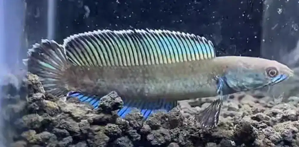 Channa andro gondrong udah biru