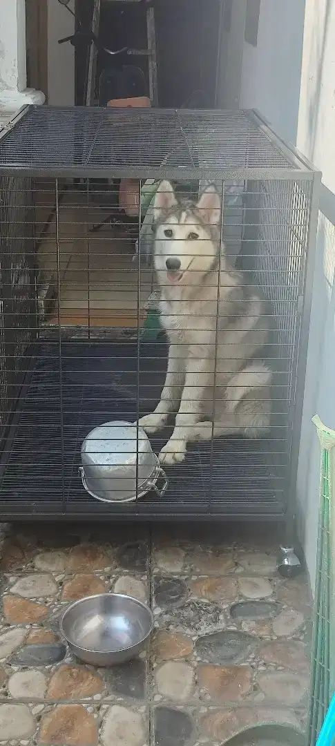 Anjing Siberian husky