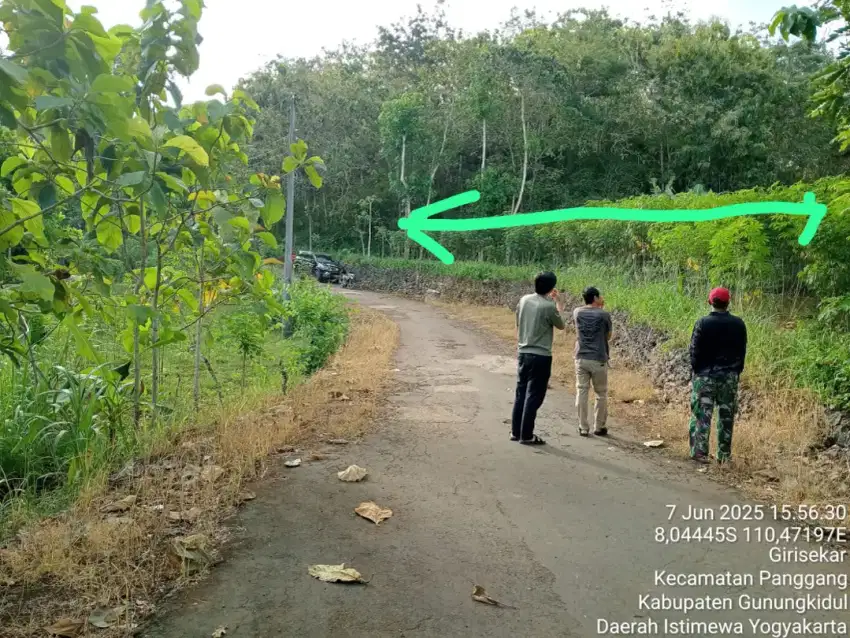 Tanah subur ditanami pohon  singkong
