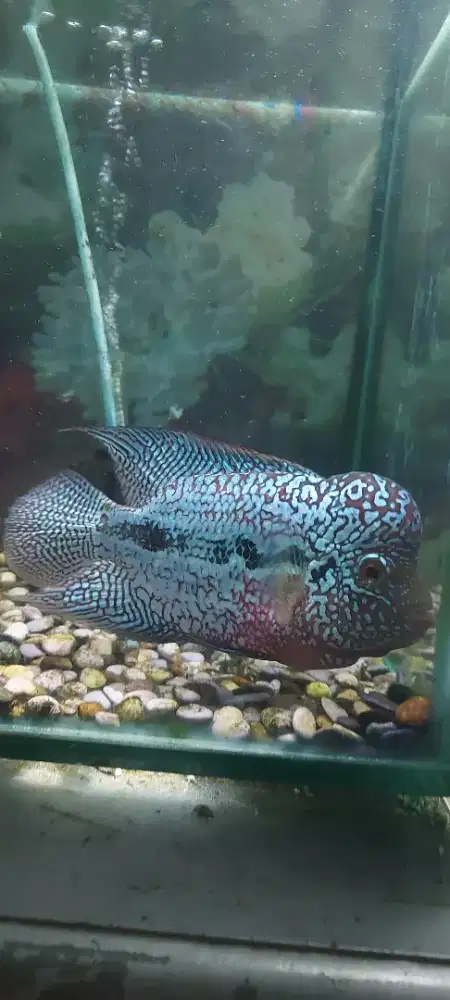 Ikan louhan kamda f2