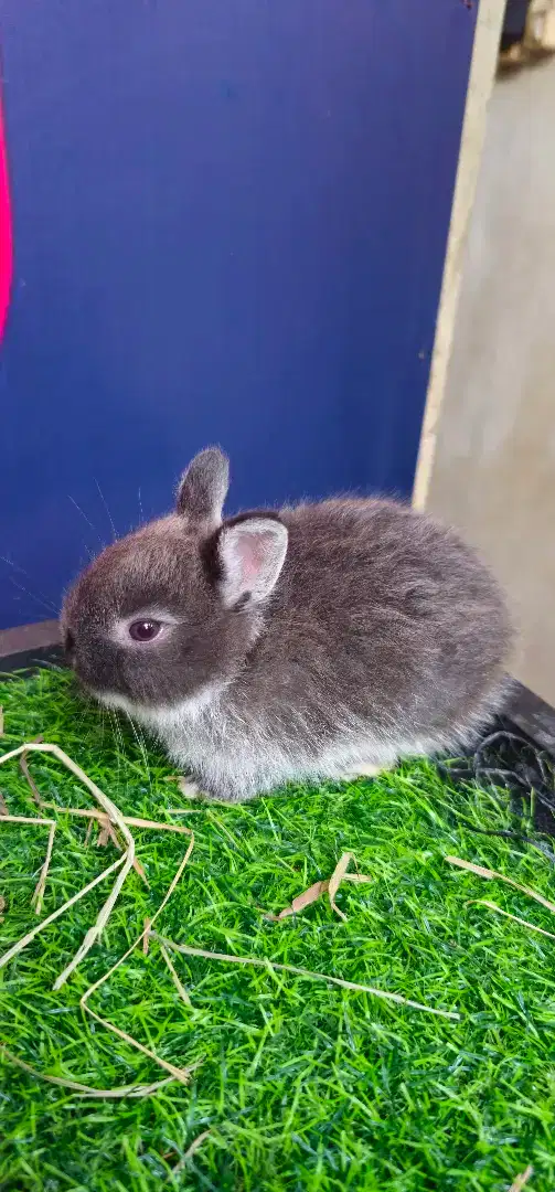 Kelinci netherland dwarf