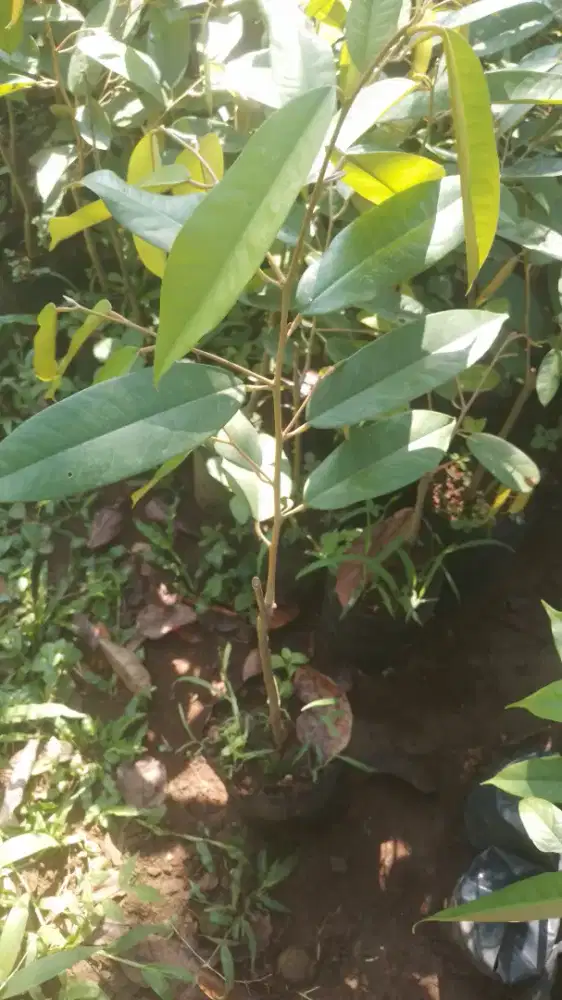 BiBit durian musangking