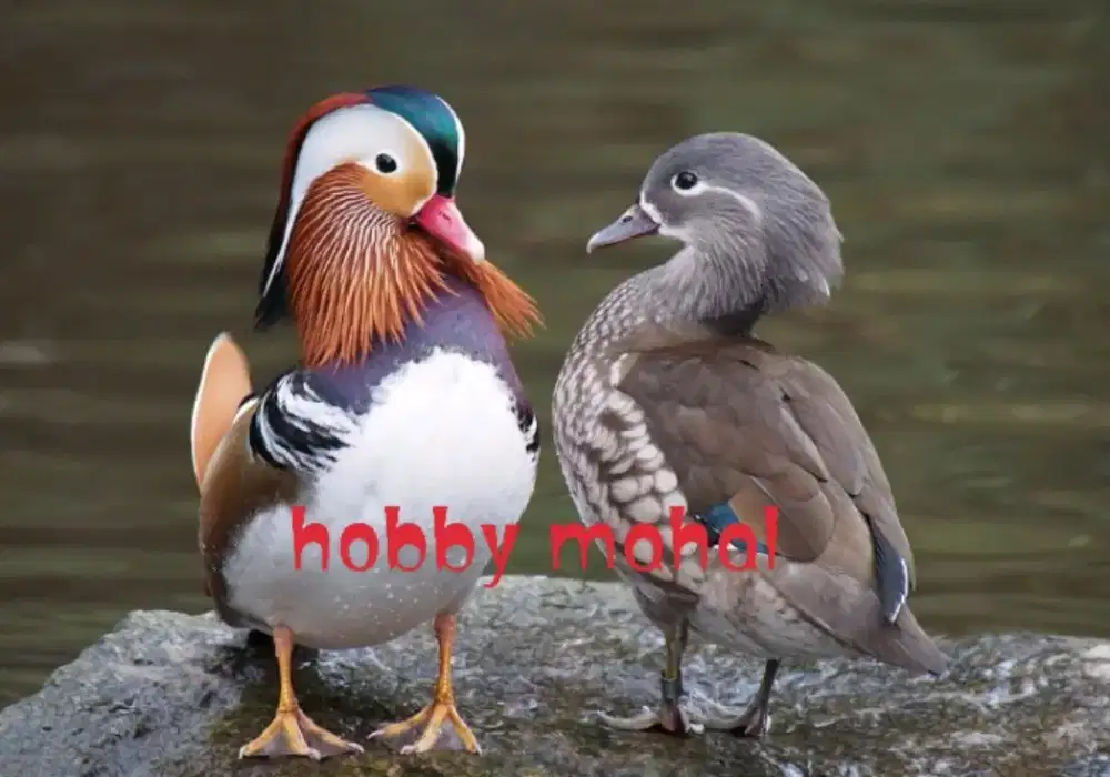 Bebek Mandarin sultan import dewasa pasangan jodohan