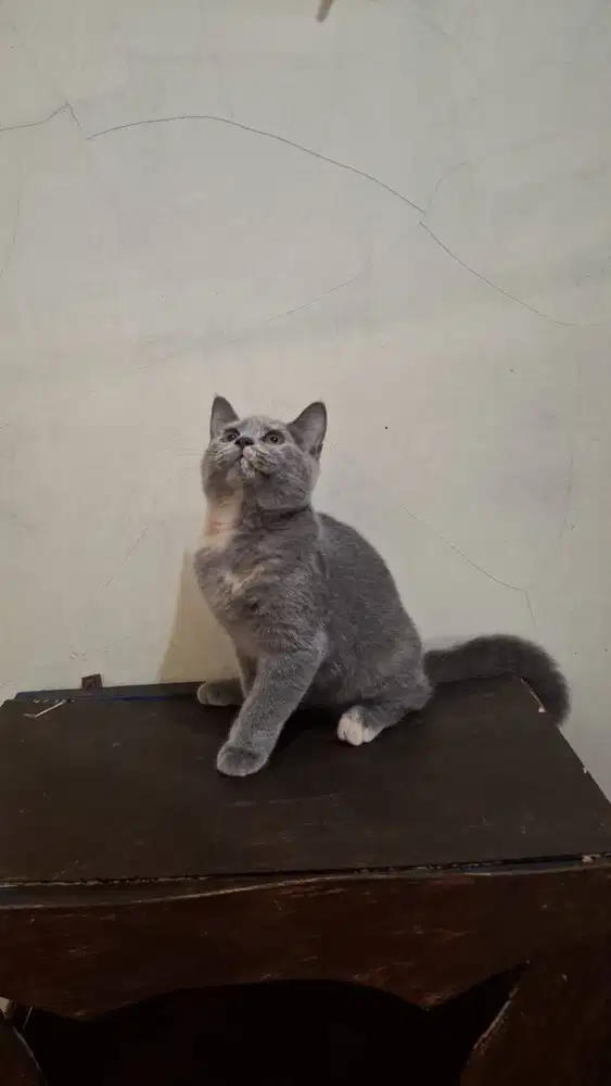 Kitten British short hair, Blue tortie, female, 5 bulan. Cantik