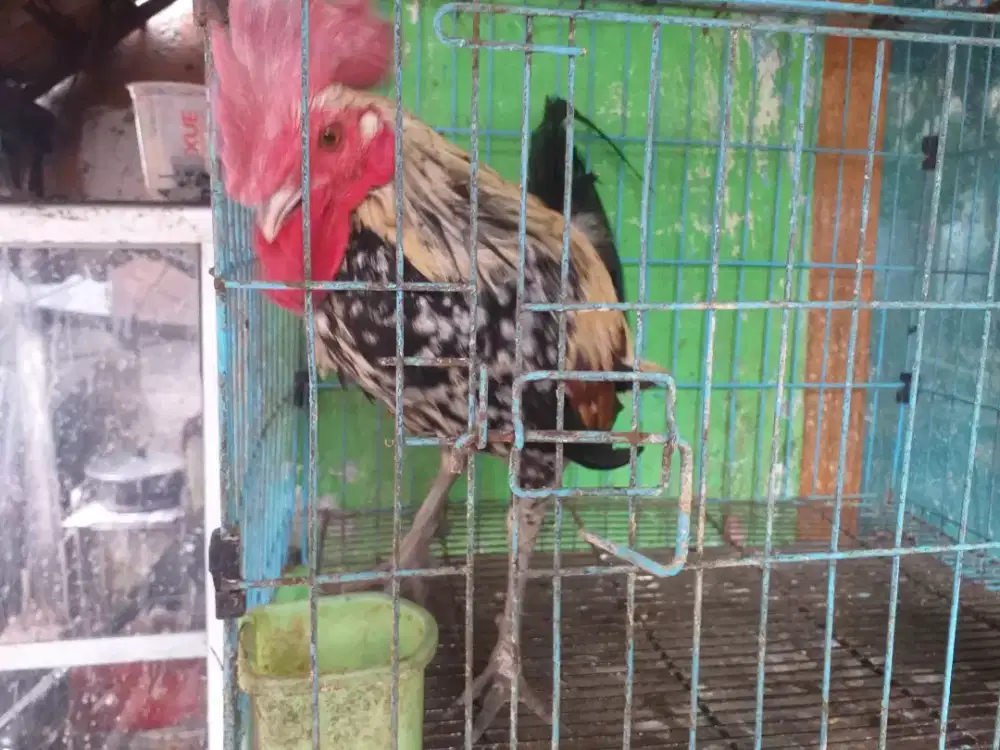 Ayam ketawa original