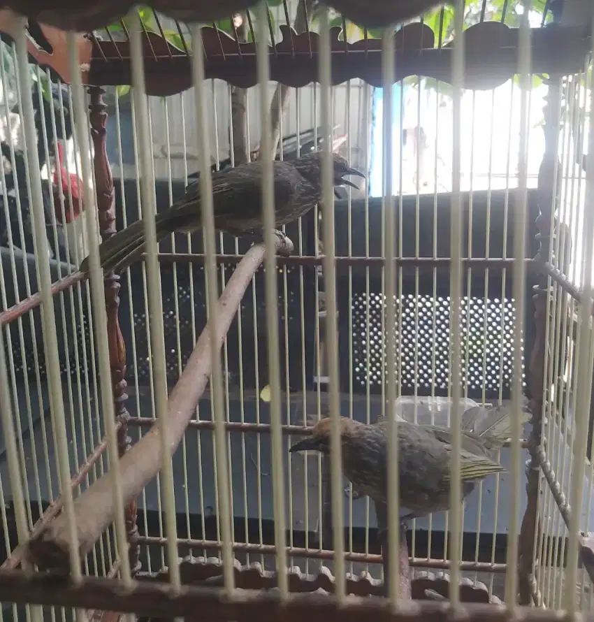 Di jual anakan cucak Rowo