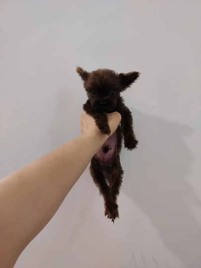 Poodle mix pom pompoo !!! No php