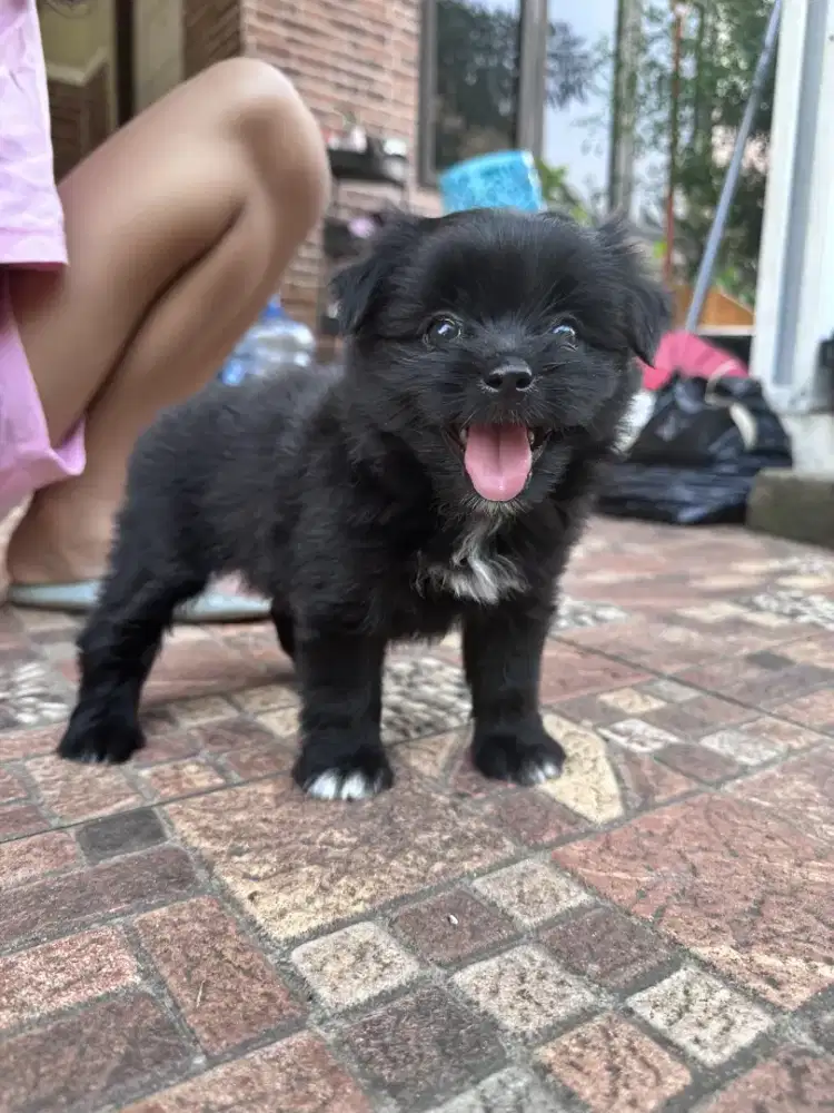 Pompoo 2  betina & 1 jantan black