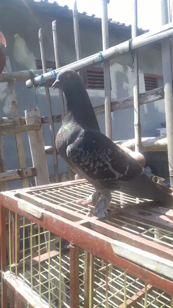 Merpati kolongan