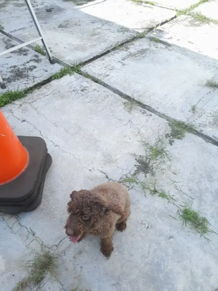 2 ekor Toy Poodle Betina