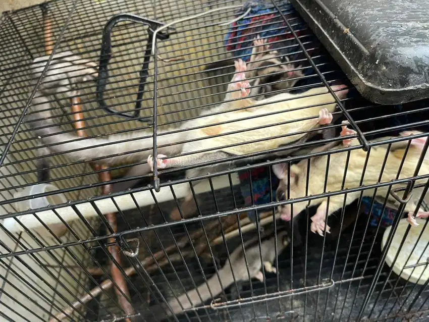 Sugar glider tupai