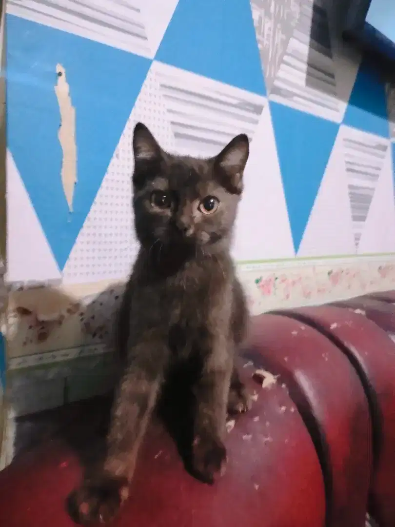 Kitten munchkin ns hitam