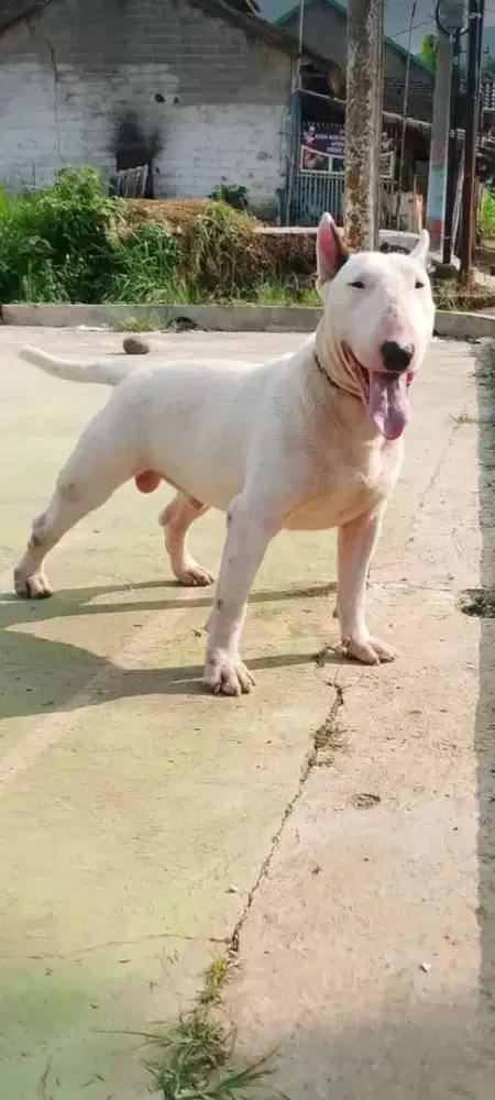 Pejantan anak import