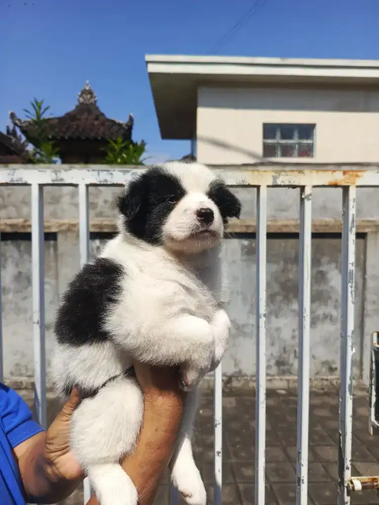 anjing border collie