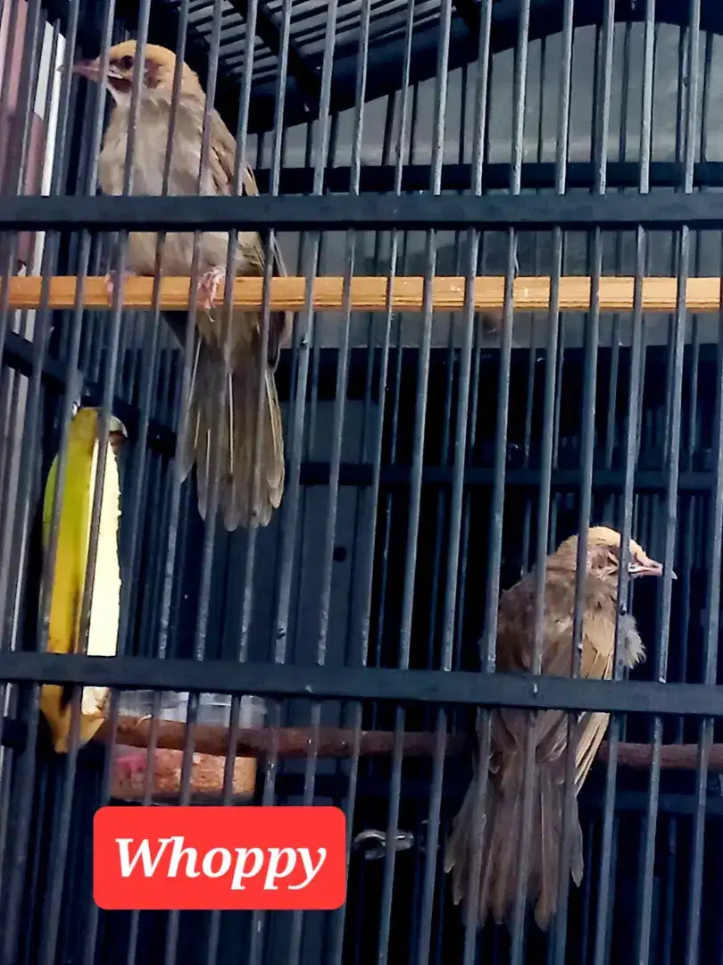 Sepasang anak Cucak Rowo Hutan