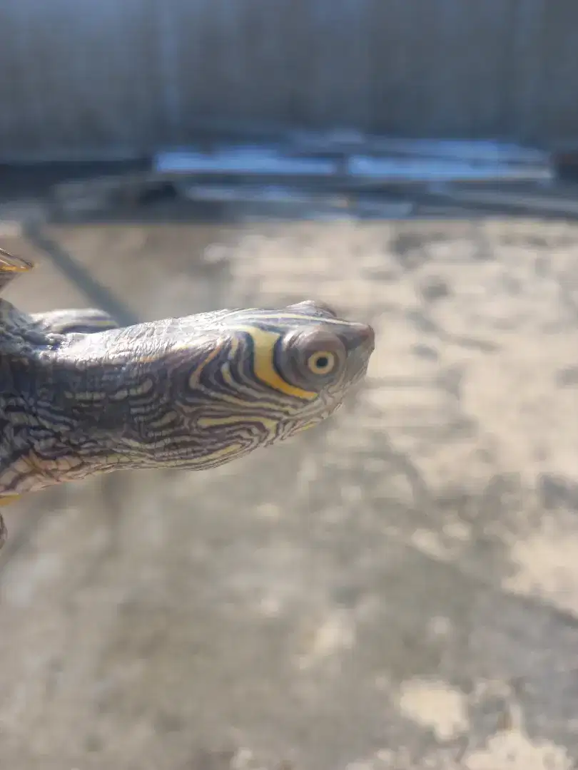 Misisipi map turtle PURE
