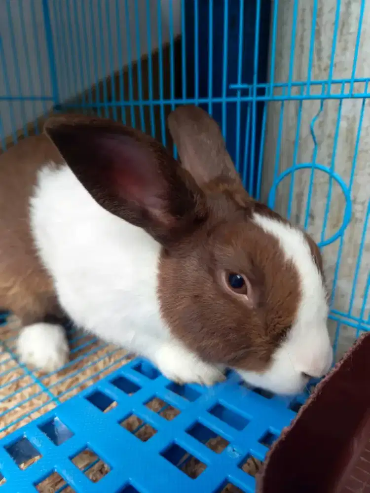 Kelinci hias dutch jantan dewasa + kandang.