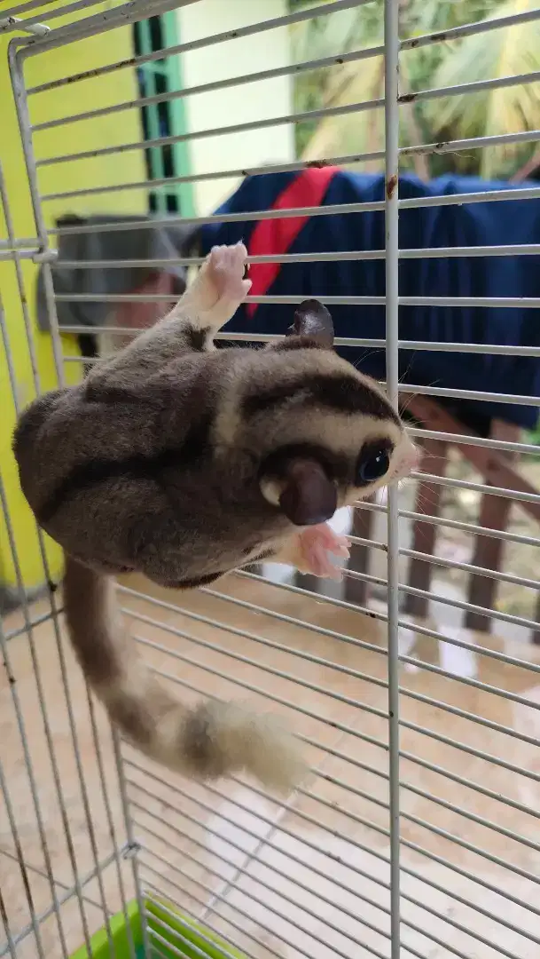 Sugar glider - Low mozaik
