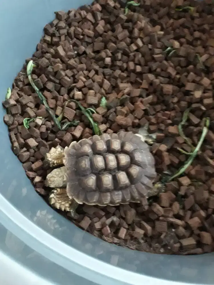 Dijual Kura Kura Sulcata