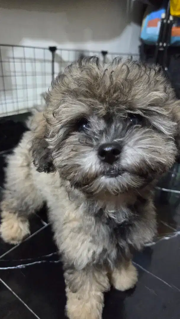 Toy poodle betina silver ( ada ekor )