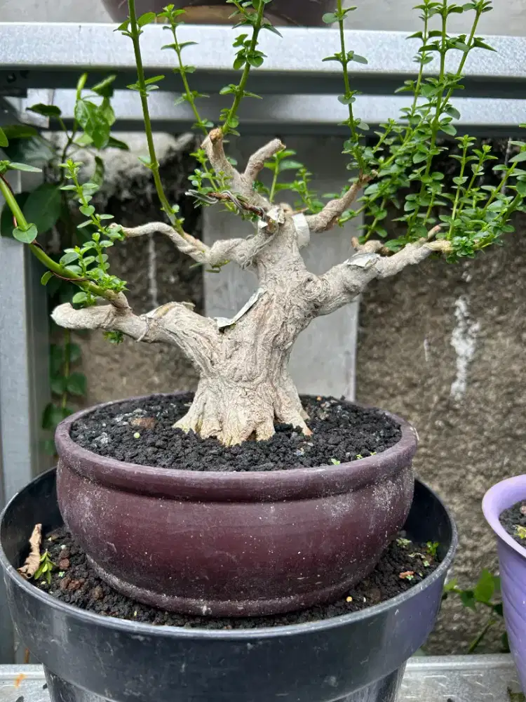 Sancang bonsai / bonsai sancang / tanaman bonsai sancang