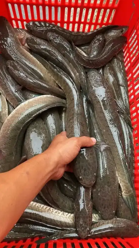 Hidangan sehat usai operasi