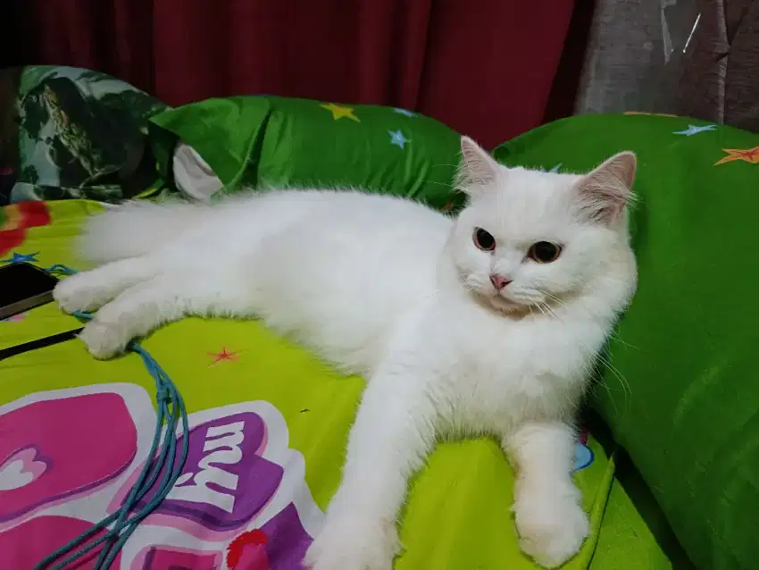 Open addopt kucing Persia