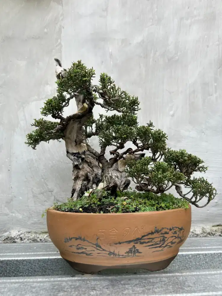 Cemara shimpaku itoigawa / bonsai Cemara shimpaku itoigawa
