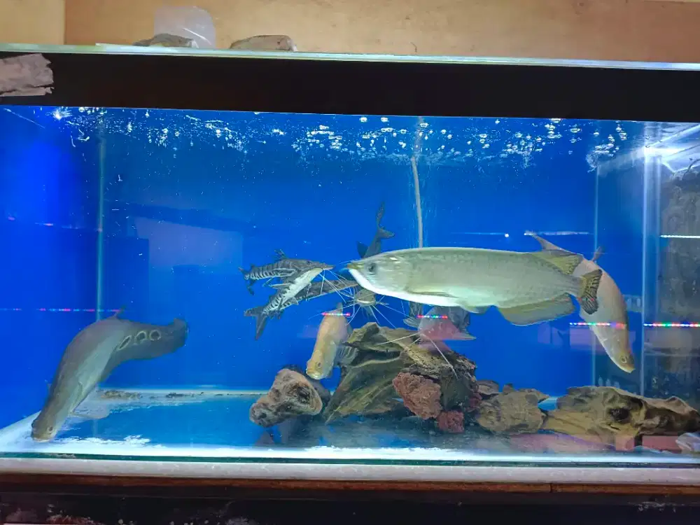 Jual ikan arwana batik size medium serta tank madenya