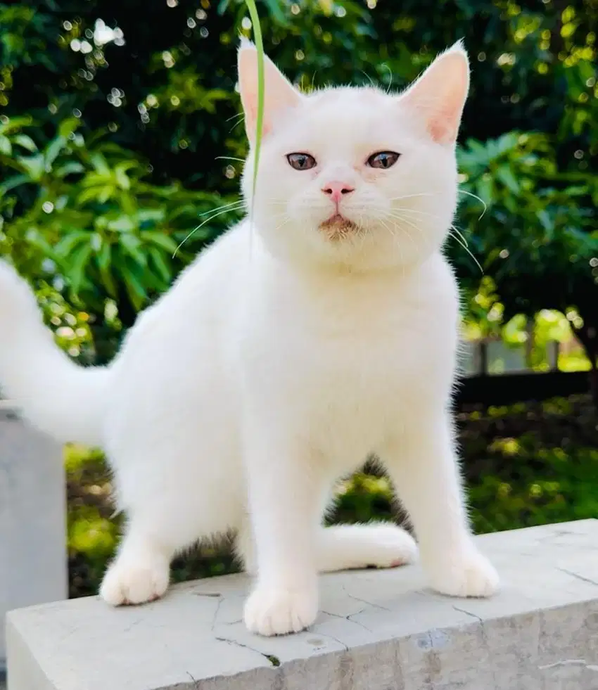 British Shorthair White Betina ( cinnamon carrier )